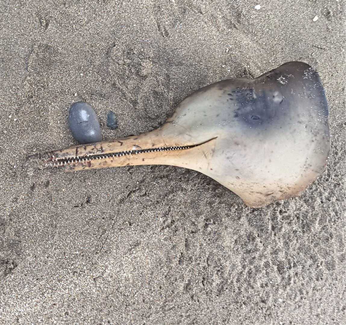 DELFIN CABEZA EL CONDOR
