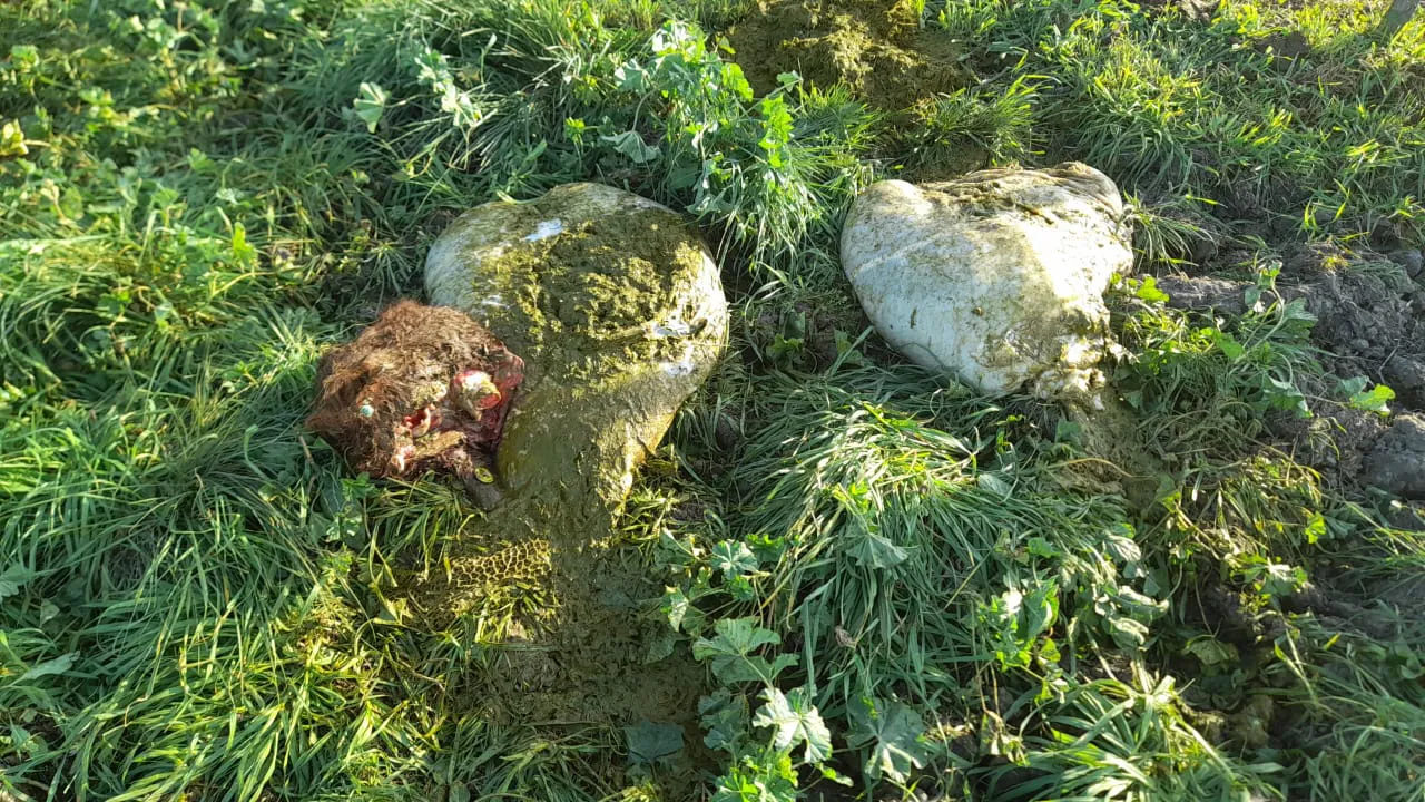 ABIGEATO, VIEDMA, IDEVI