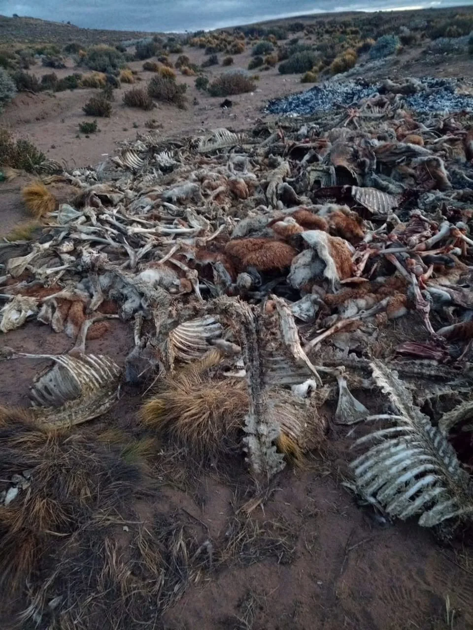 CAZA GUANACO