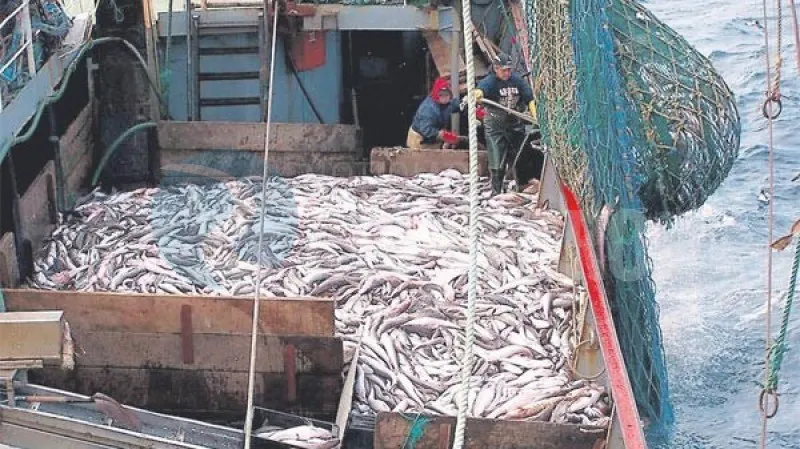 merluza pesca