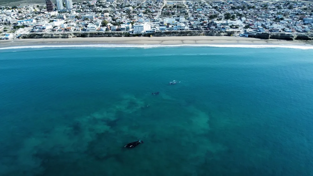 Avistaje de Ballenas