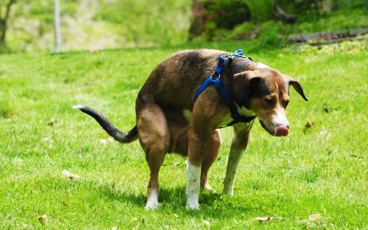 PERRO, EXCREMENTO