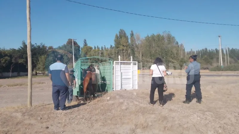 general roca CABALLOS