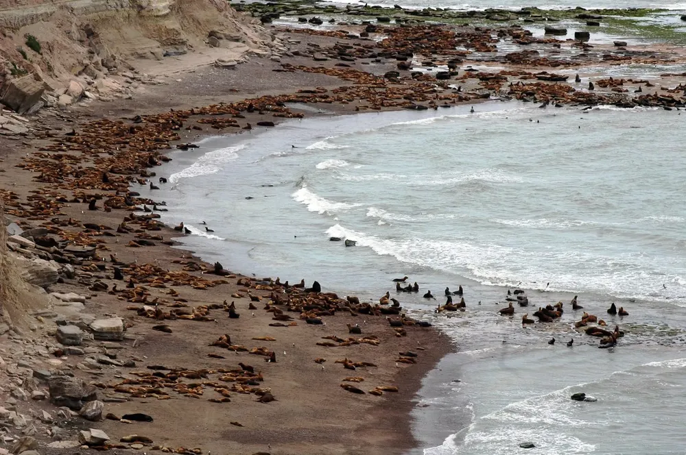 LA LOBERIA, LOBOS MARINOS
