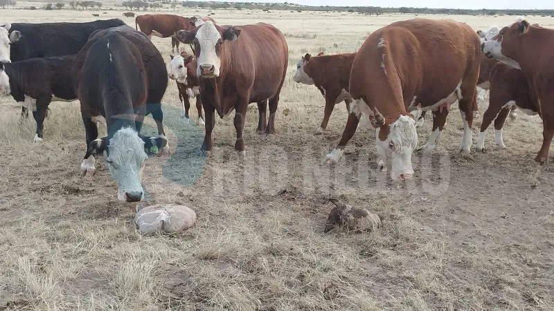 vacas abigeato