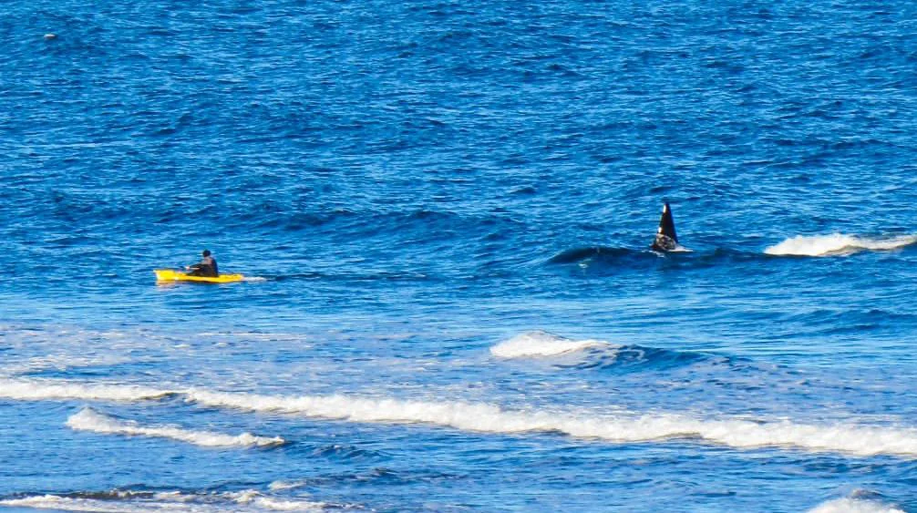 BORIS IBAÑEZ KAYAK ORCA
