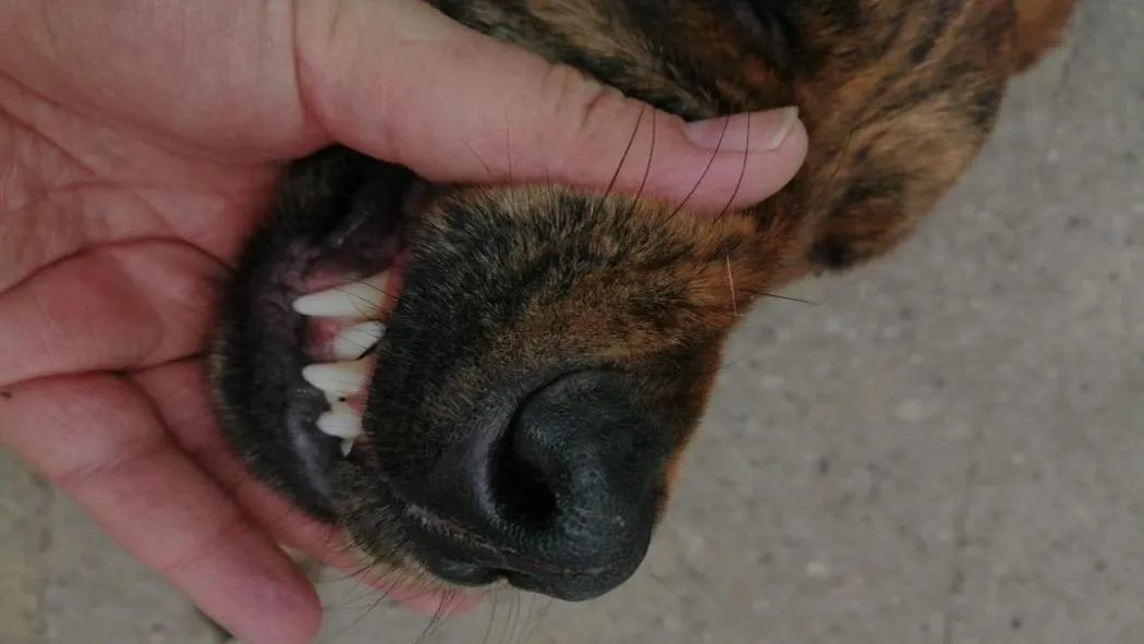 perro