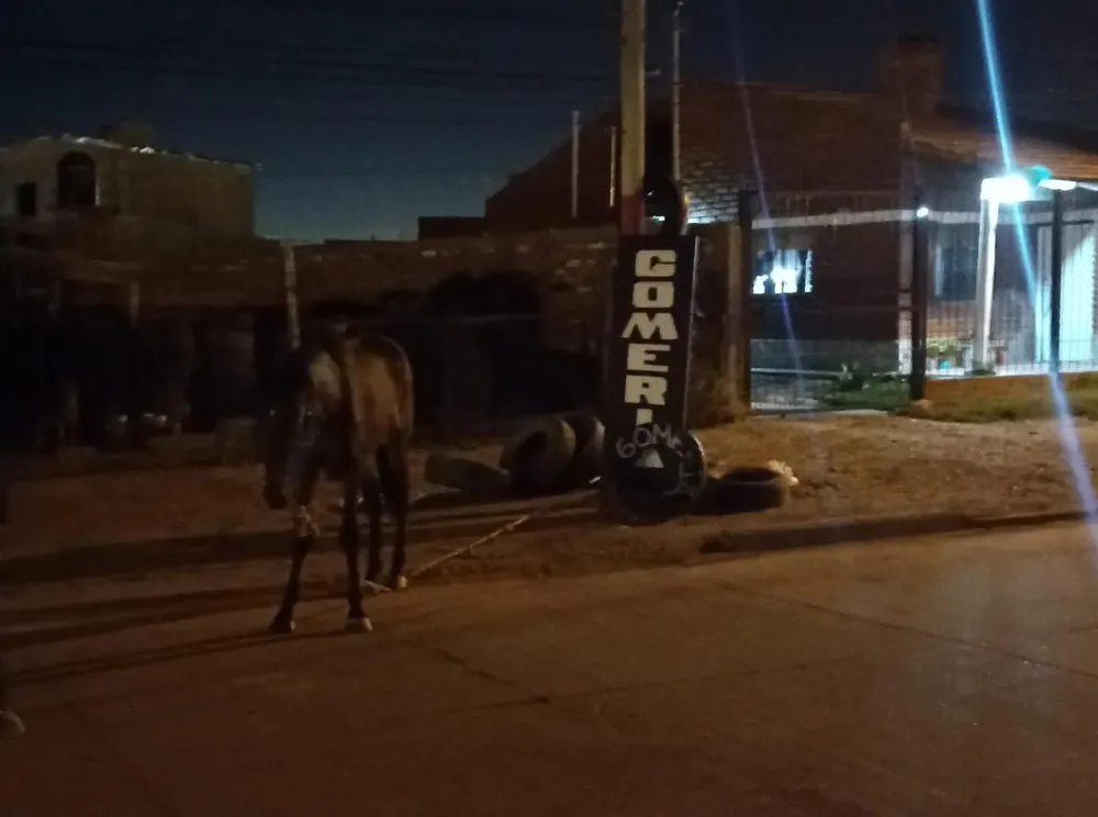 VIEDMA, ACCIDENTE, CABALLO, MOTO