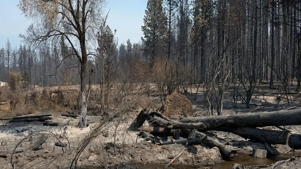 EL BOLSON, INCENDIOS