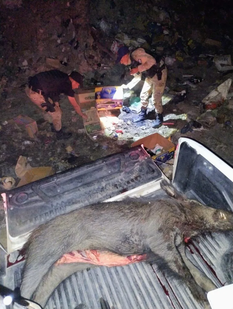 CAZA FURTIVA EN VIEDMA - JABALI