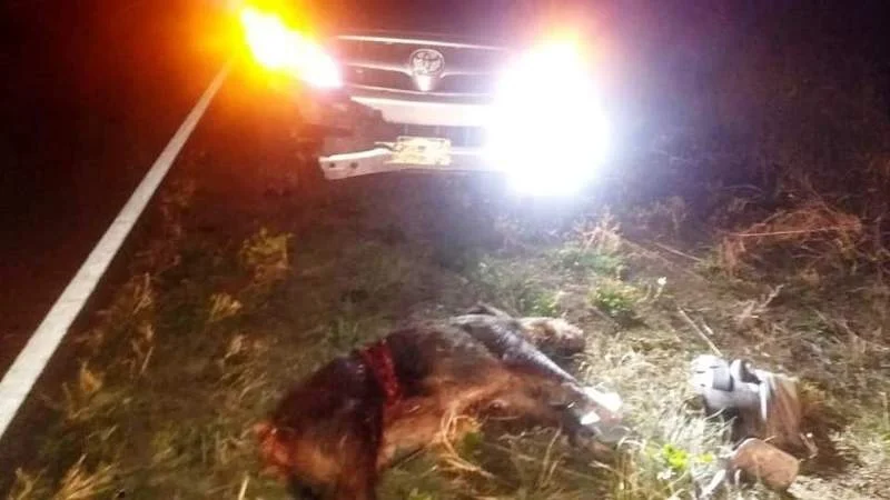 JABALI, ACCIDENTE