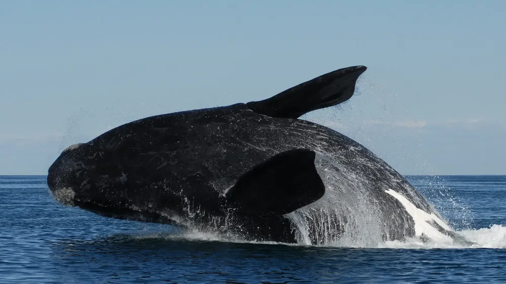 BALLENAS