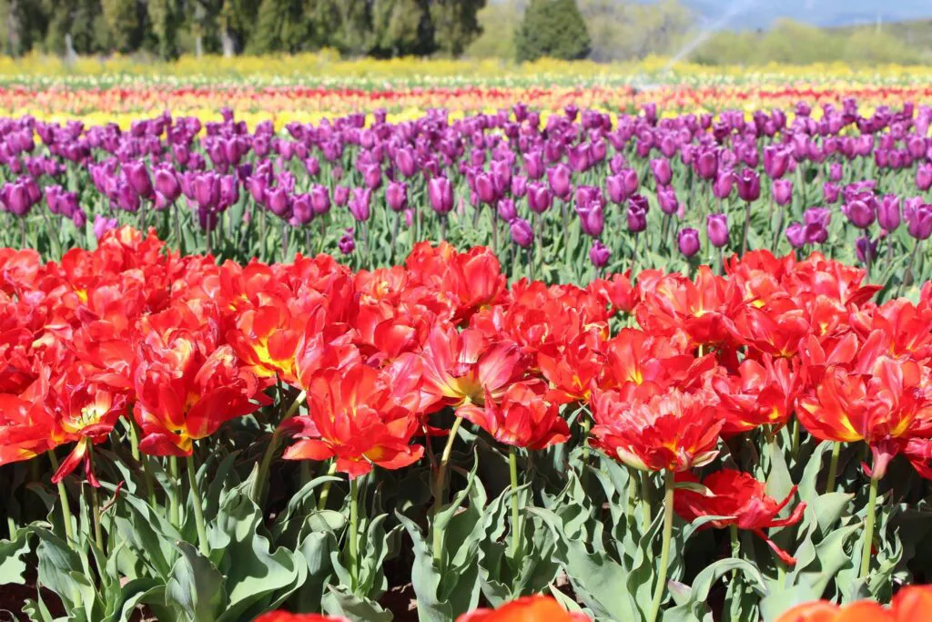 TULIPANES