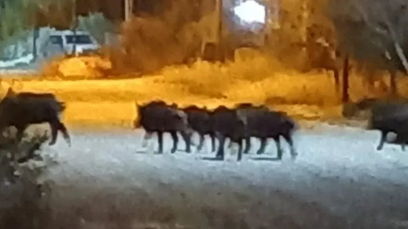jabalies Las Grutas