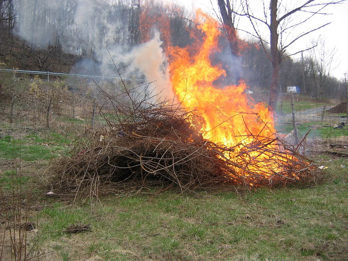 Burning_pile_of_multiflora_rose