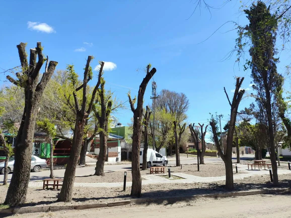 ARBOLES PODADOS EL CONDOR PLAZA