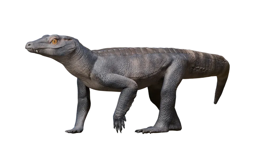 Araripesuchus manzanensis