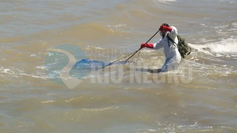 lobo marino rescate