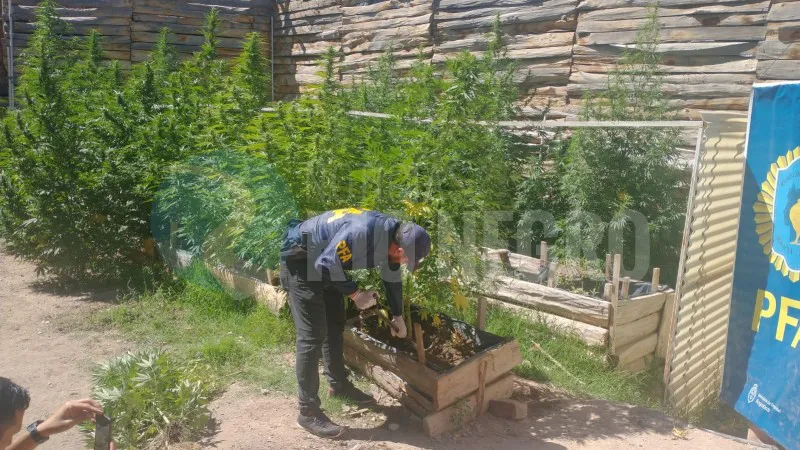 las perlas marihuana