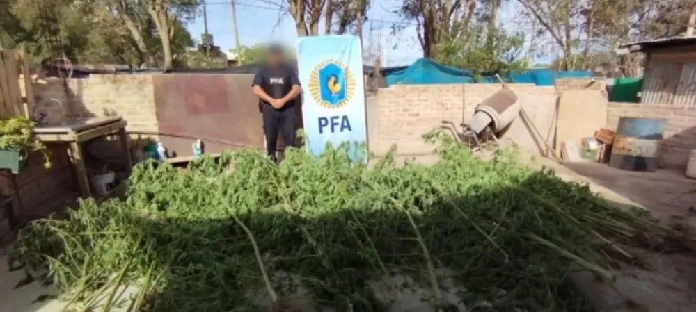 GENERAL ROCA, MARIHUANA