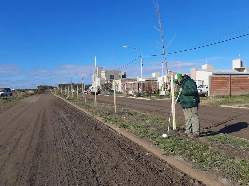 VIEDMA FORESTACION