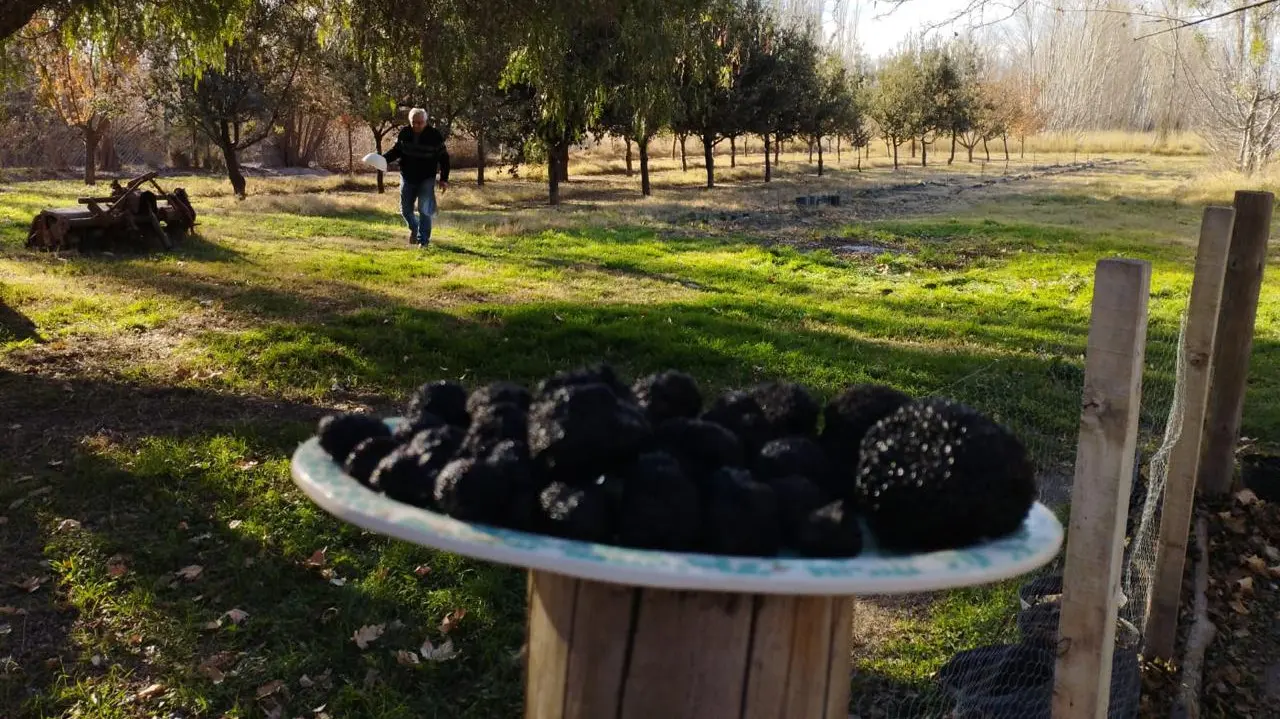 trufas