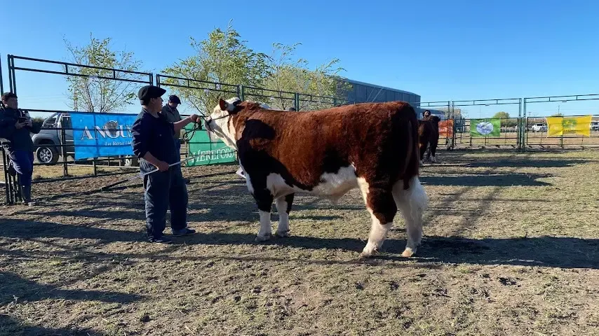 expo rural