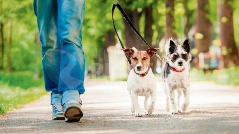 mascotas PERROS
