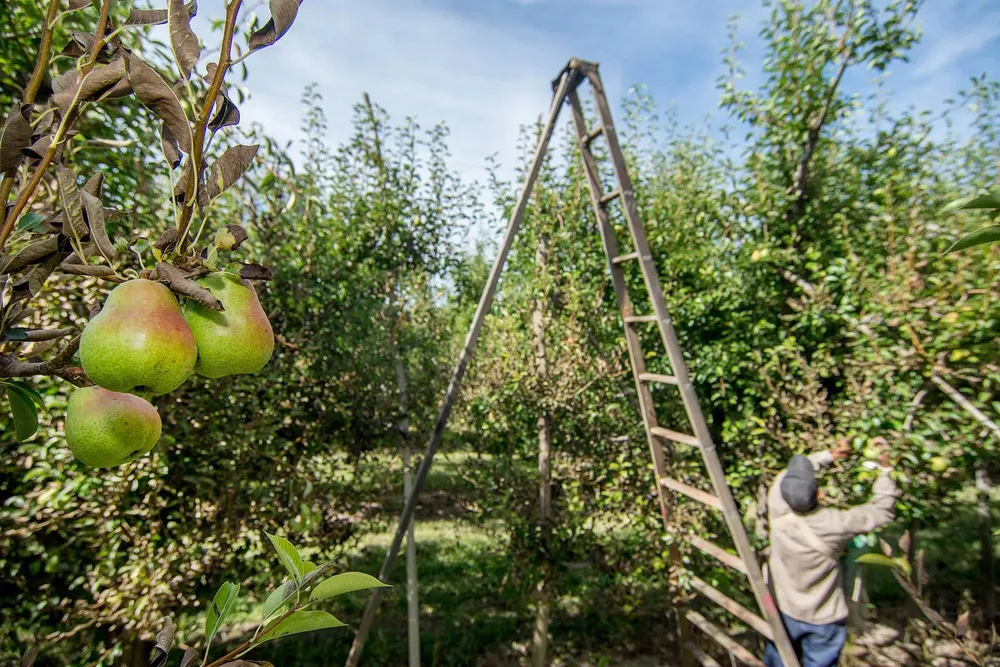 FRUTICULTURA