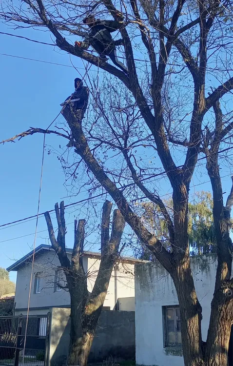 BOTANIA, ARBOLES, PODA, RAMAS, ALTURA