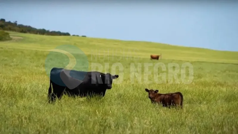 vacas campo