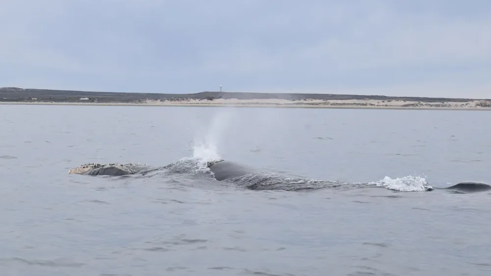 BALLENA