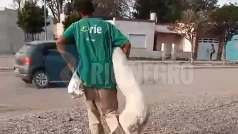 san antonio oeste abusador PERROS