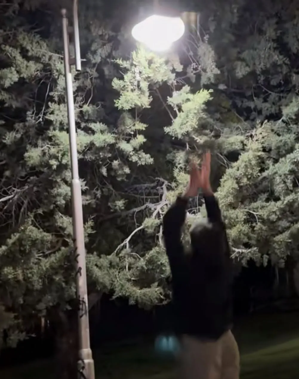 costanera viedma faroles vandalismo