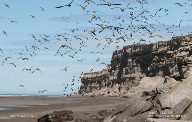 el condor acantilado loros